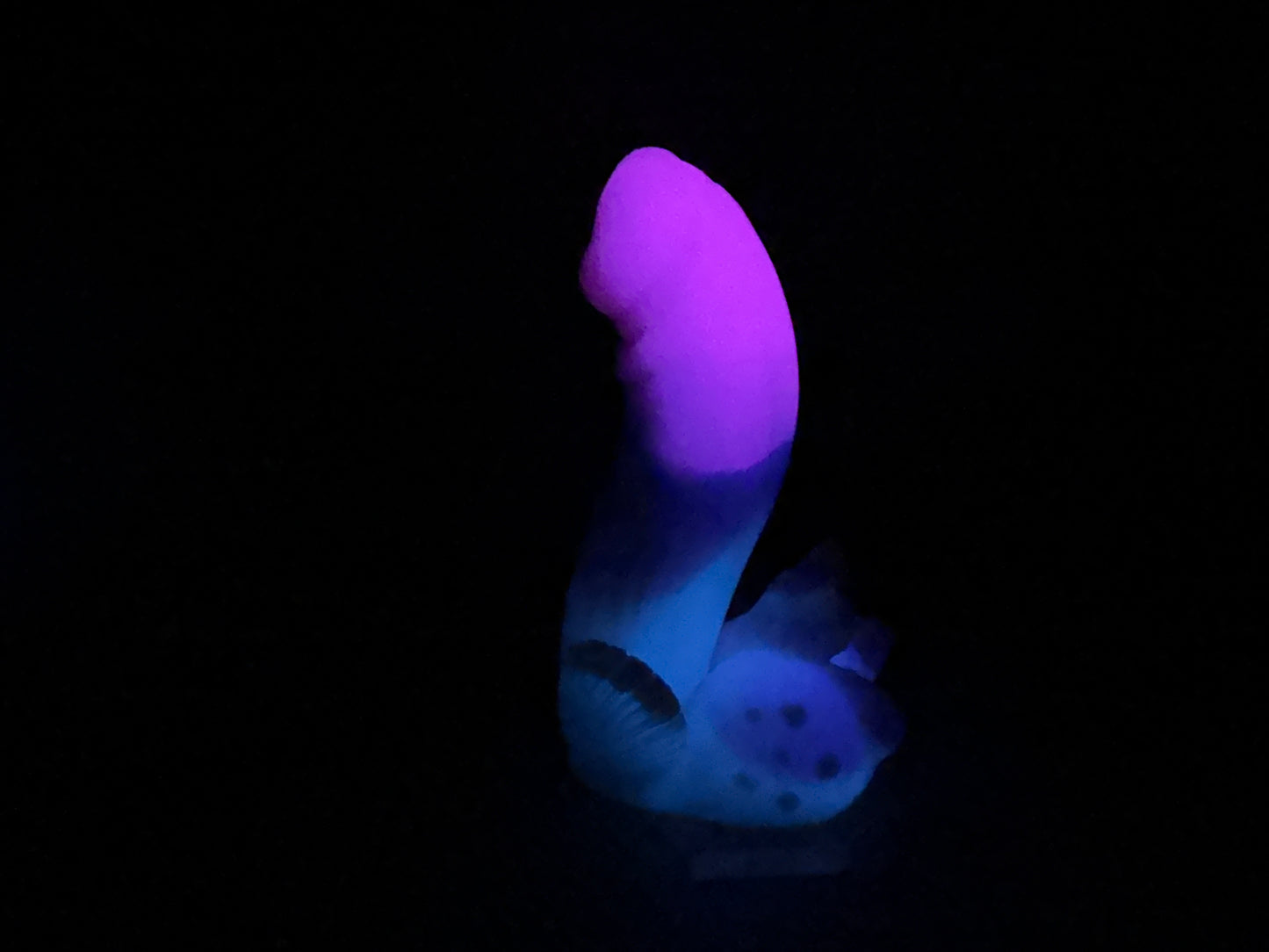Flop - Tancho - Goldfish Insertable - Small - NC31 Soft - UV - GITD - 31041