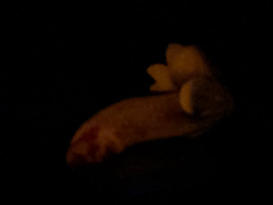 Flop - Tancho - Goldfish Insertable - Small - Soft - GITD - 4415