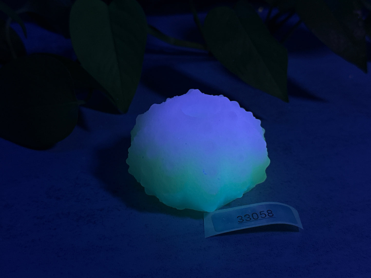 Echinus - Urchin Sucker - One Size - Soft - UV - GITD - 33058