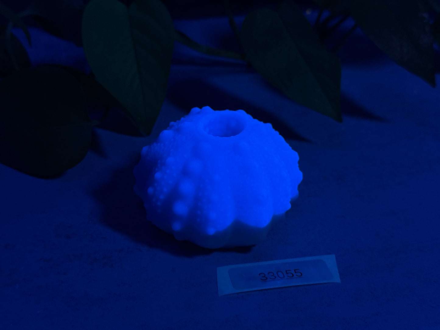 Echinus - Urchin Sucker - One Size - Super Soft - UV - GITD - 33055