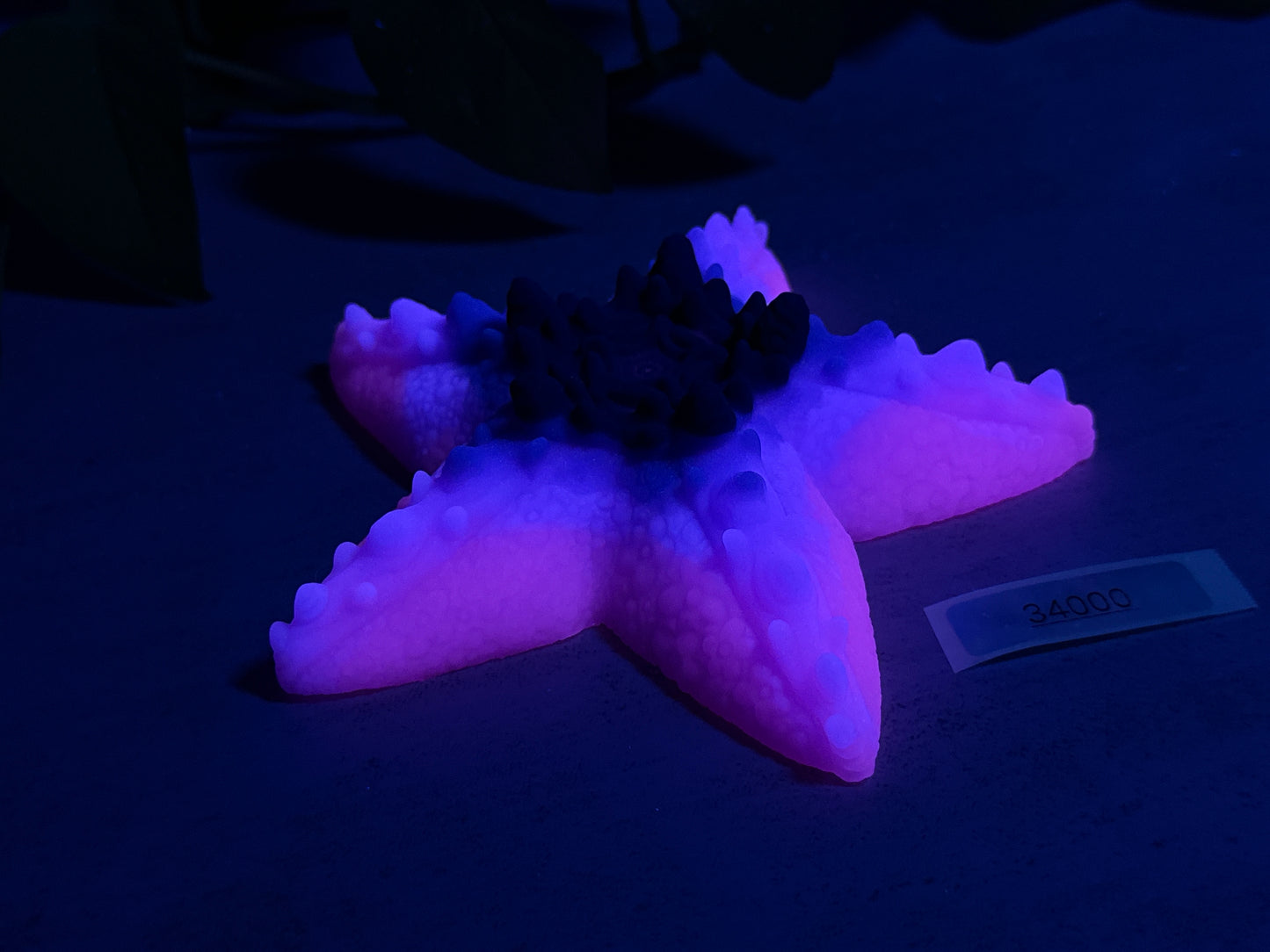 Astrid - Starfish Grinder - Large - Soft - UV - GITD - 34000