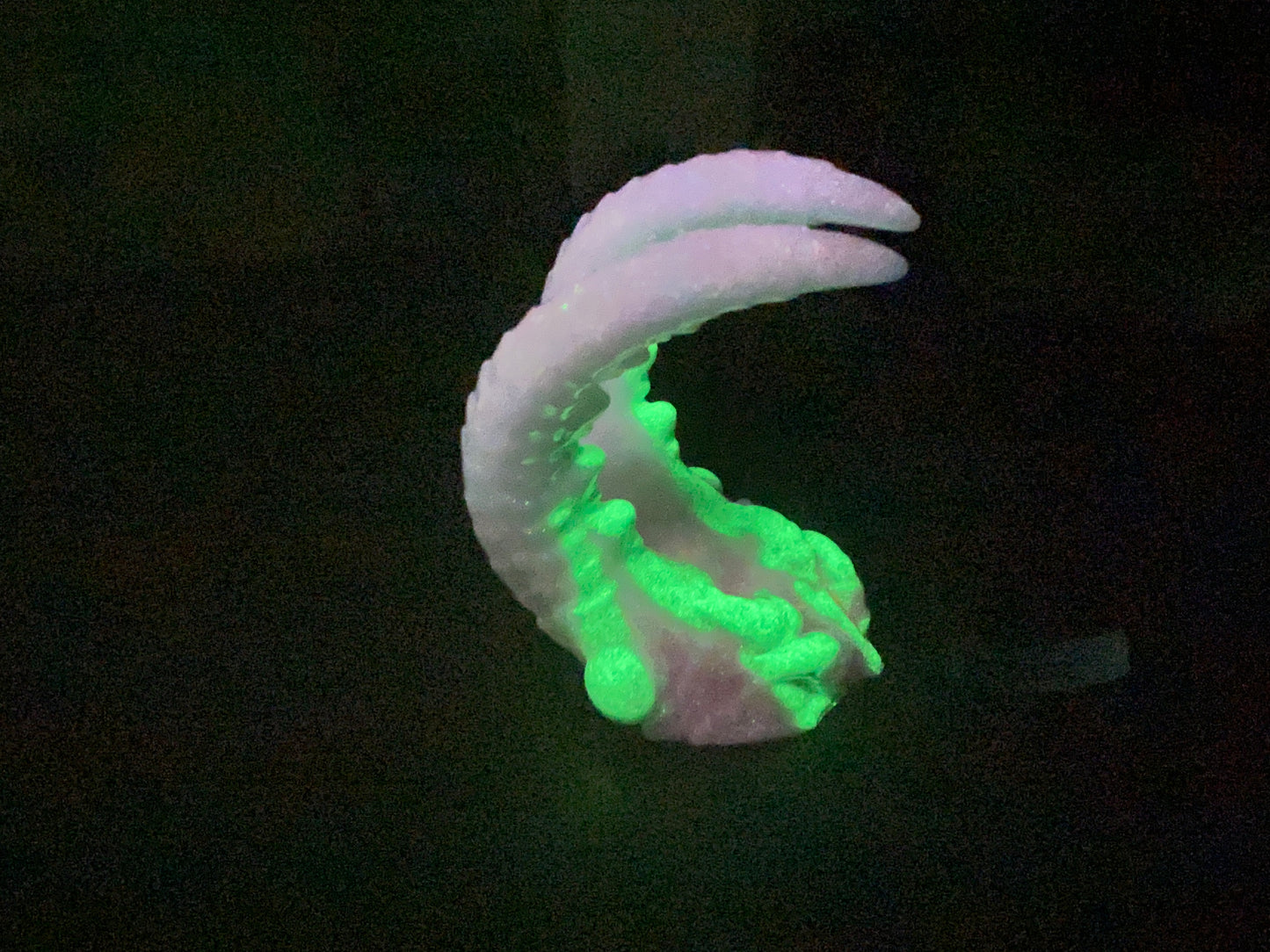 Flop - Kariss - Shrimp Insertable - Small - Soft - UV - GITD - 27029