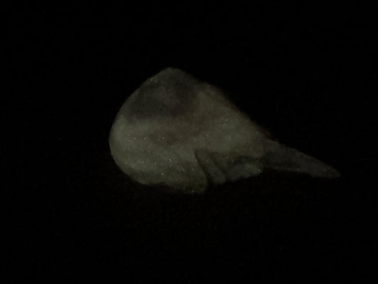 Eugene - Horseshoe Crab Squishy - Medium - Super Soft - 38021