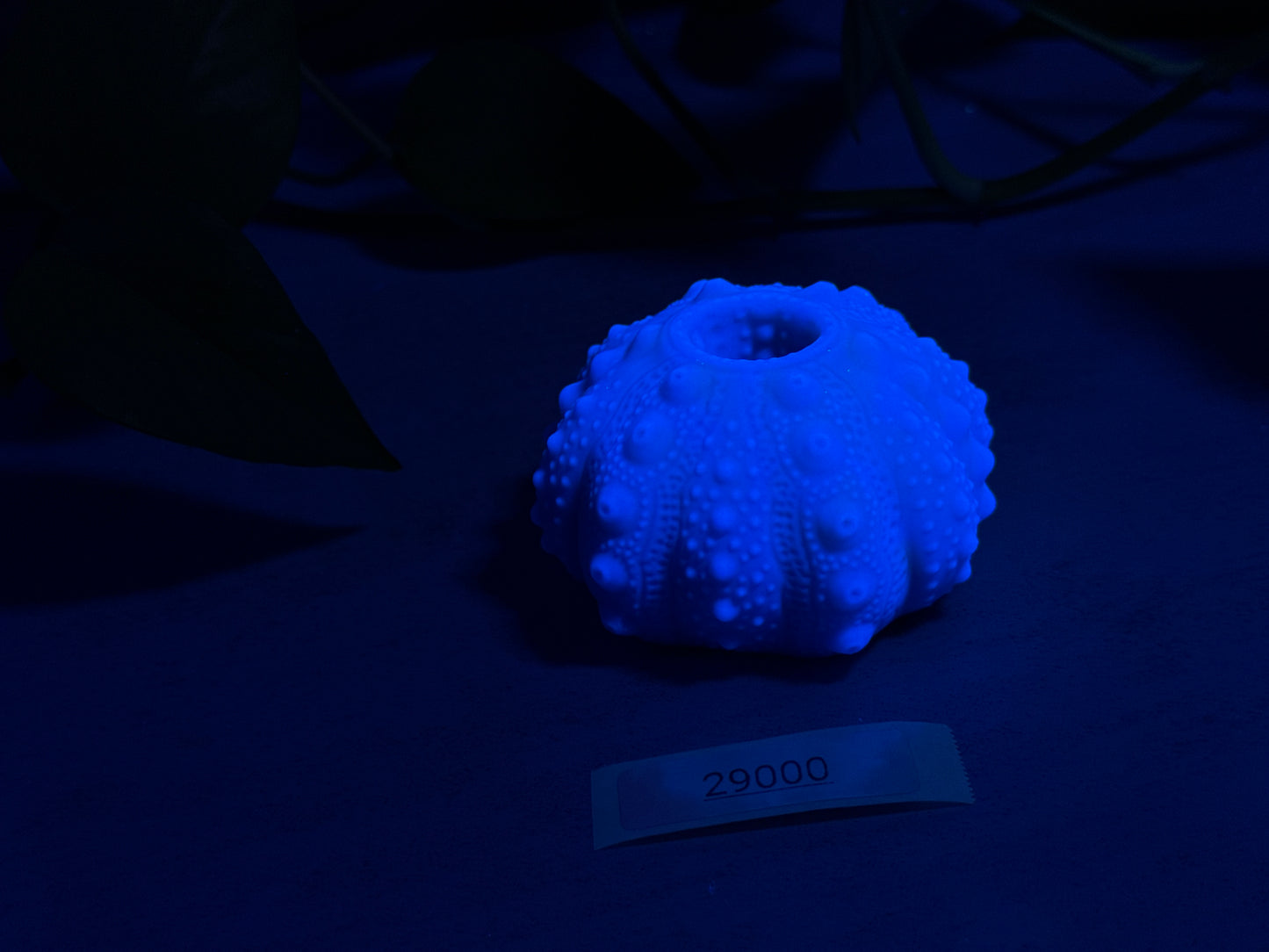 Echinus - Sucker - Mini Stroker - One Size - Soft - UV - 29000