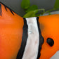 a close up of an orange and black clown fish