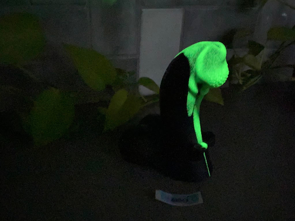 a black and white cat with a green glow on it's head