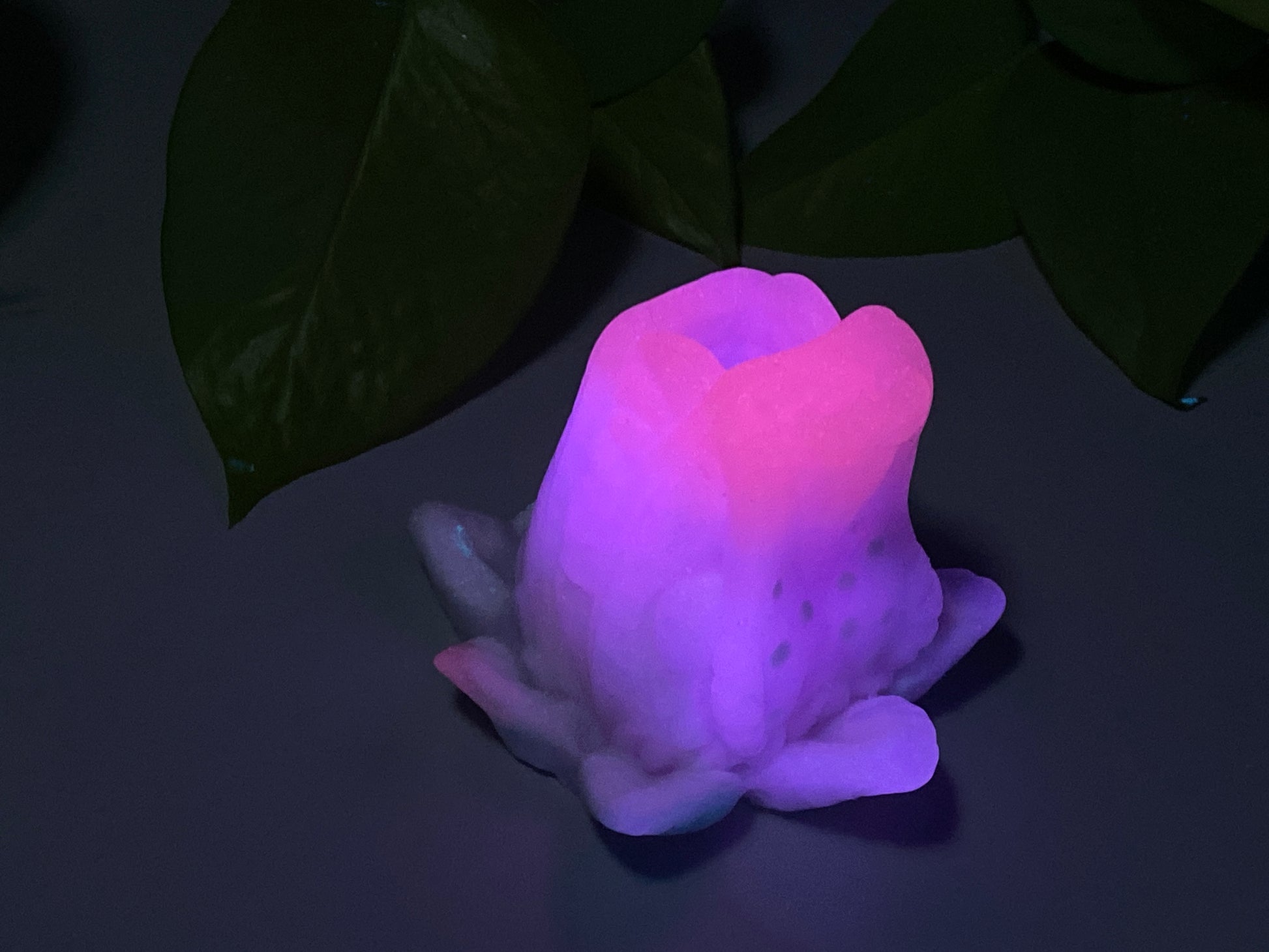 a purple flower sitting on top of a table