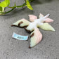 a white and brown flower sitting on top of a cement ground