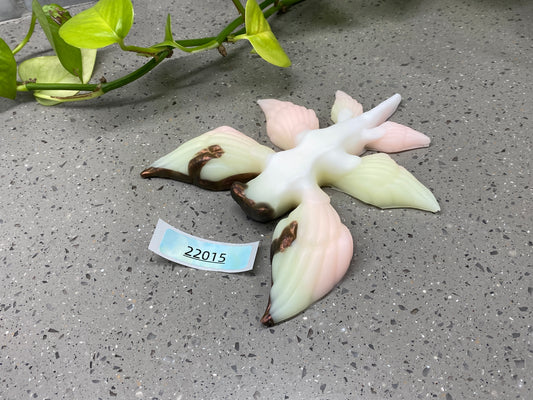 a white and brown flower sitting on top of a cement ground