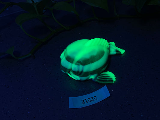 a green turtle glows in the dark