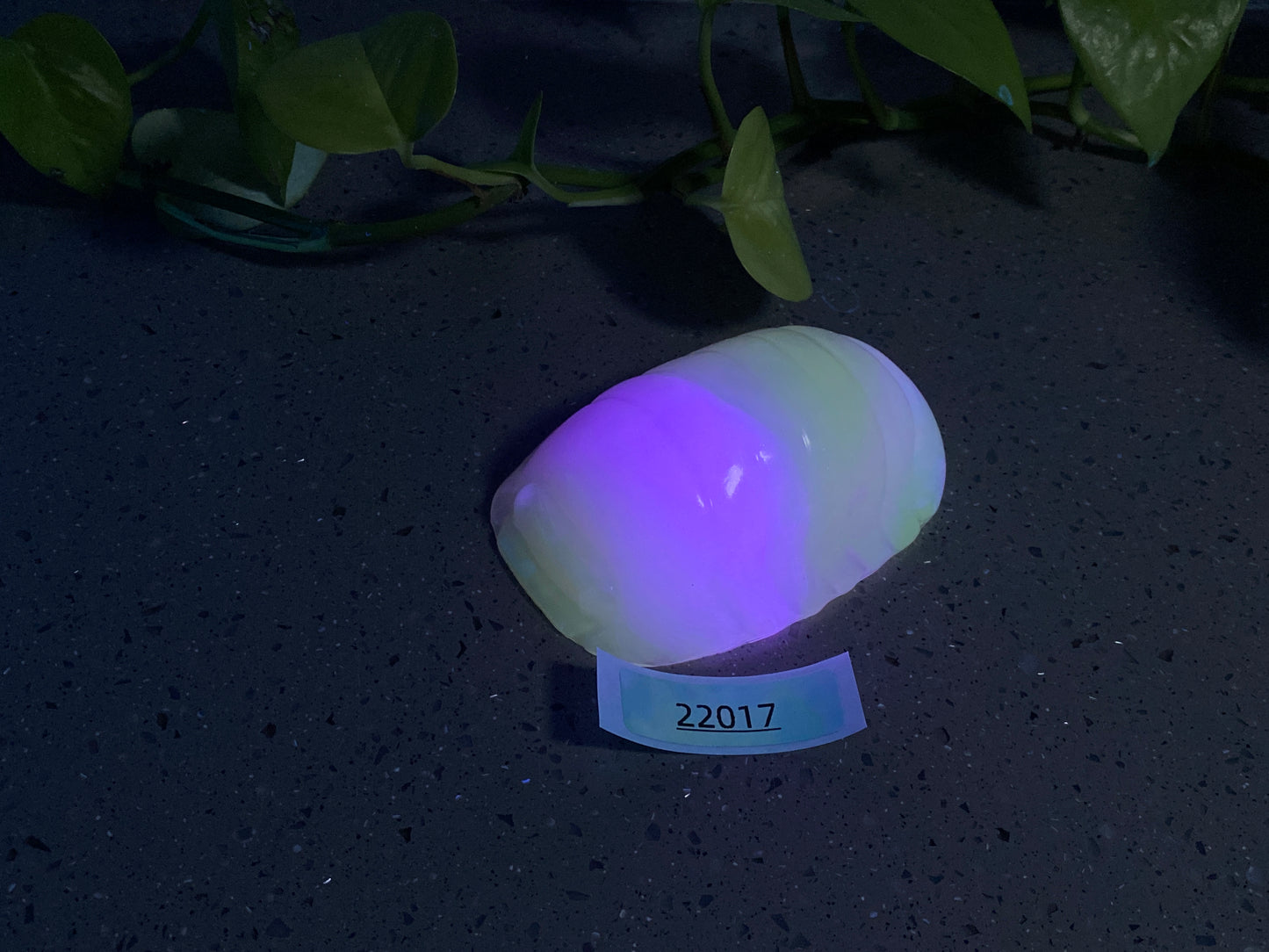 a purple light sitting on top of a table next to a plant