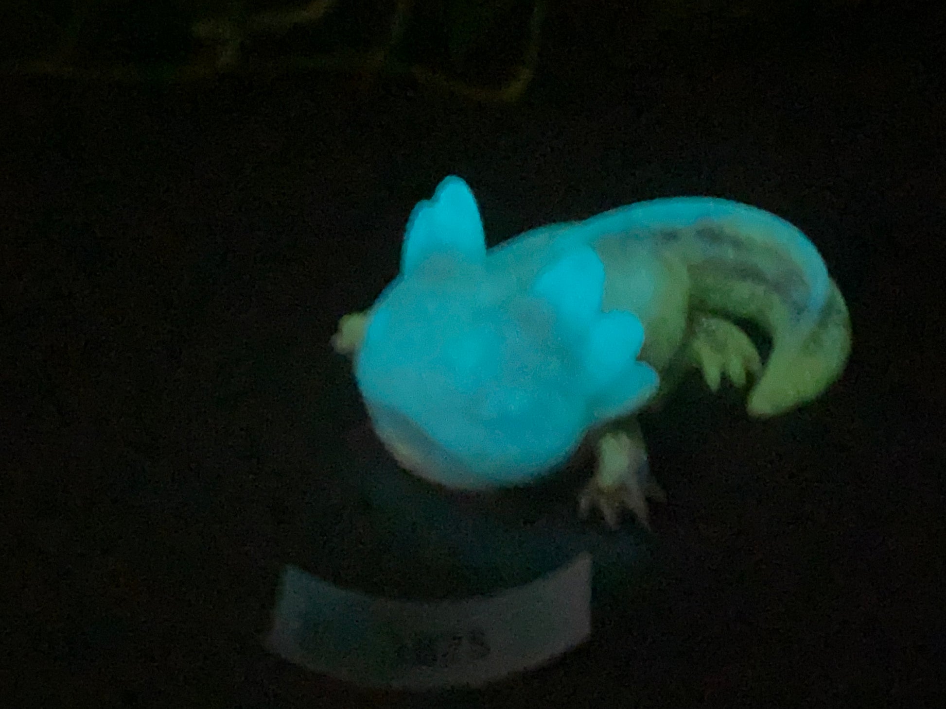 a lizard is glowing in the dark at night
