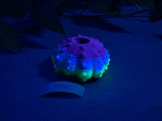 Echinus - Sucker - Mini Stroker - One Size - Soft - UV - GITD - 30005