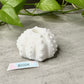 Echinus - Sucker - Mini Stroker - One Size - Soft - GITD - 30004