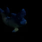 Quint - Vibe Sleeve - Small - Soft - UV - GITD - 30003