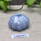 Echinus - Urchin Sucker - One Size - Super Soft - 43026