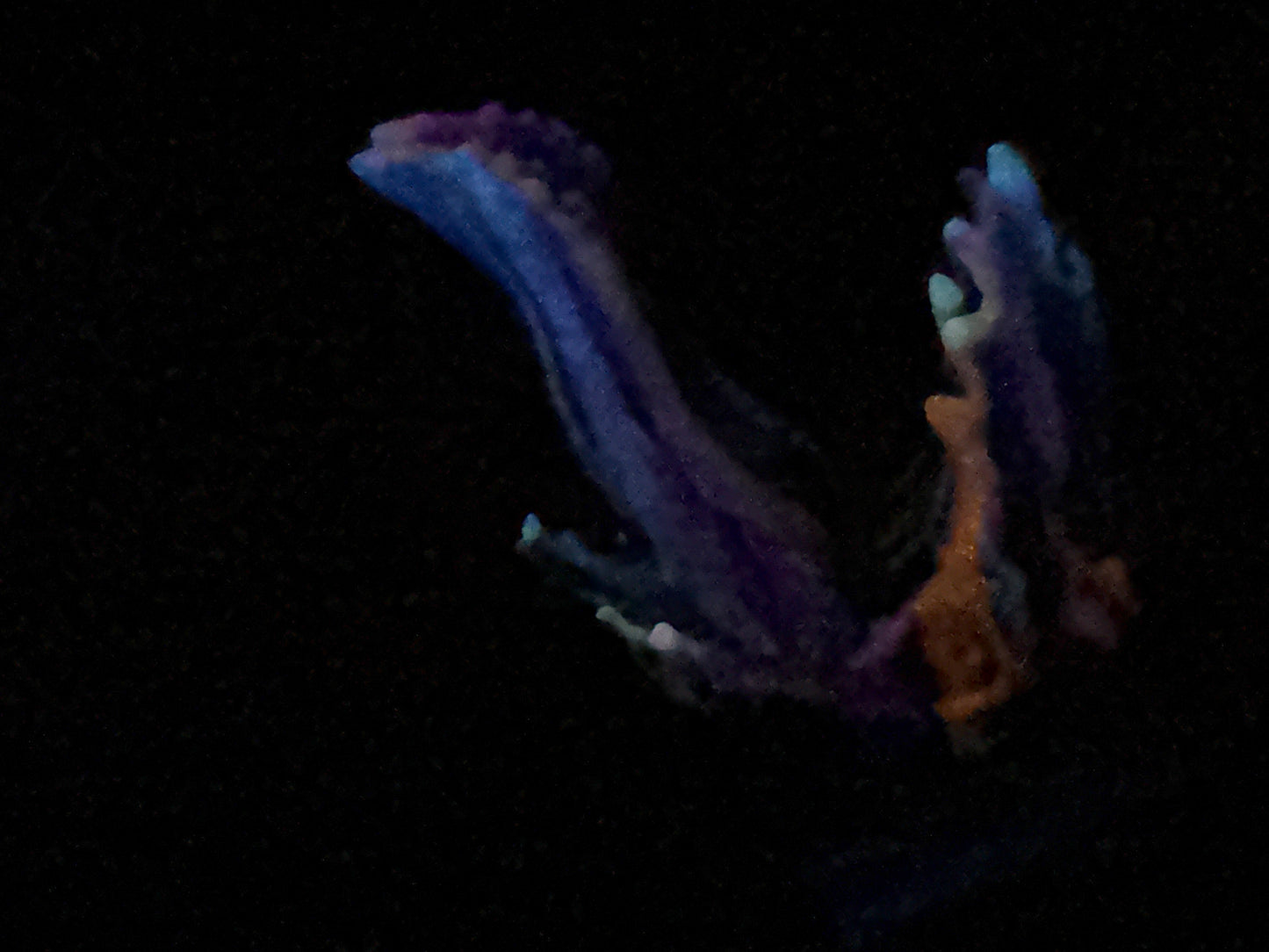 Flop - Marrow - Maw Insertable - Small - Soft - UV - GITD - 4448