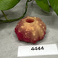 Echinus - Urchin Sucker Stroker - One Size - Soft - GITD - 4444