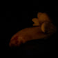 Flop - Tancho - Goldfish Insertable - Small - Soft - GITD - 4415