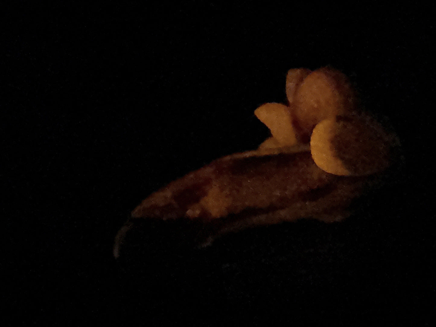 Flop - Tancho - Goldfish Insertable - Medium - Soft - GITD - 4413