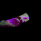 Ambrosia - Vampire Insertable Toy - Large - Soft - UV - GITD - 33081