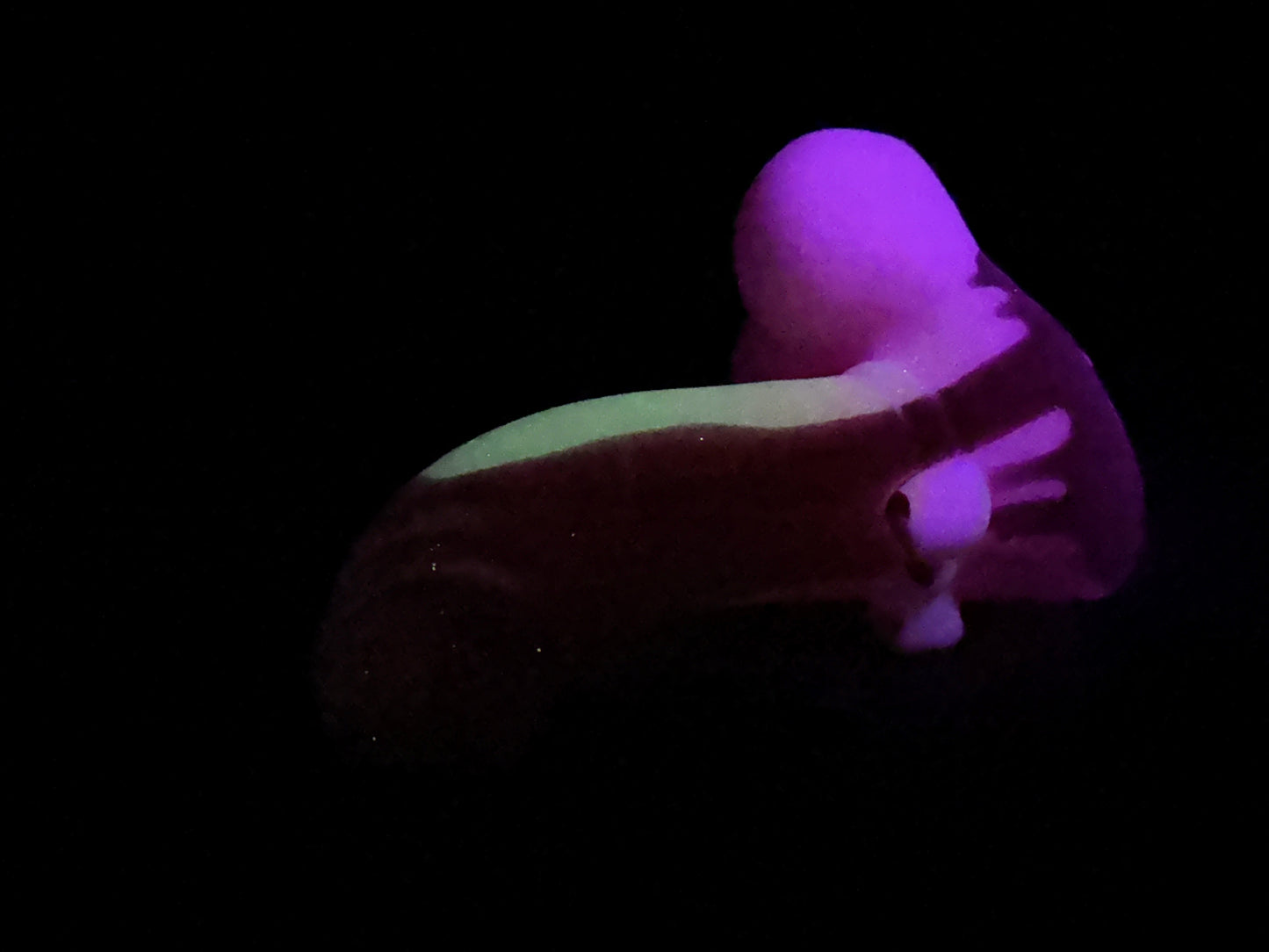 Pip - Insertable Toy - Medium - Soft - UV - GITD - 33076