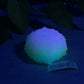 Echinus - Urchin Sucker - One Size - Soft - UV - GITD - 33058