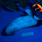 Flop - Tancho - Goldfish Insertable - Medium - NC31 Soft - UV - GITD - 34022