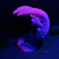 Kariss - Shrimp Insertable - Large - Soft - UV - GITD - 34008