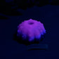 Echinus - Sucker - One Size - Soft - UV - GITD - 34005