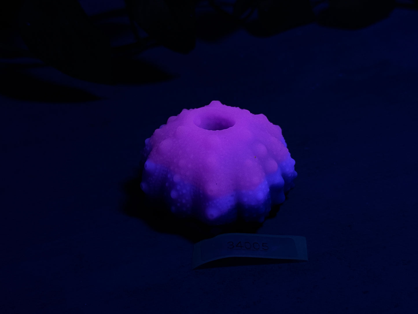 Echinus - Sucker - One Size - Soft - UV - GITD - 34005
