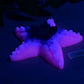 Astrid - Starfish Grinder - Large - Soft - UV - GITD - 34000