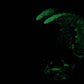 Kariss - Anomalcaris Shrimp Insertable - Large - Soft - UV - GITD - 47053