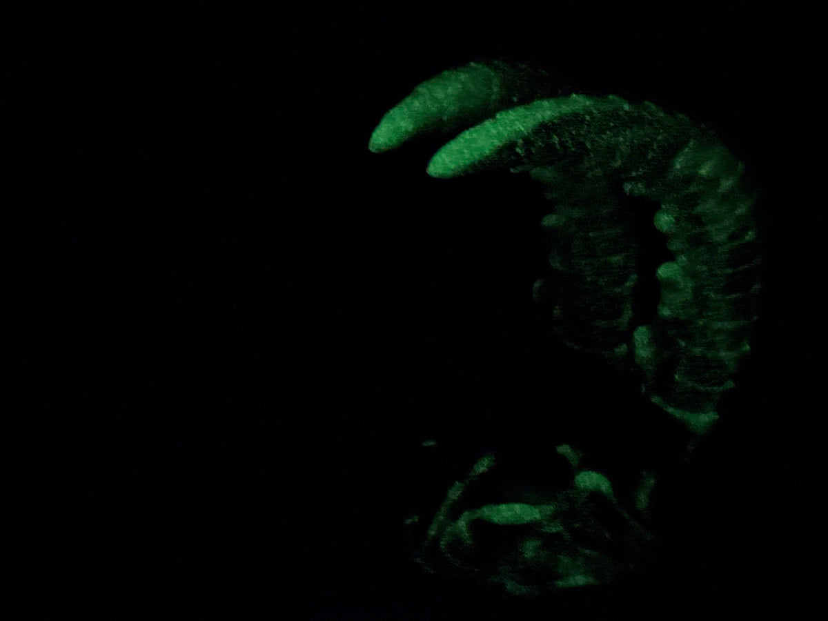 Kariss - Anomalcaris Shrimp Insertable - Large - Soft - UV - GITD - 47053