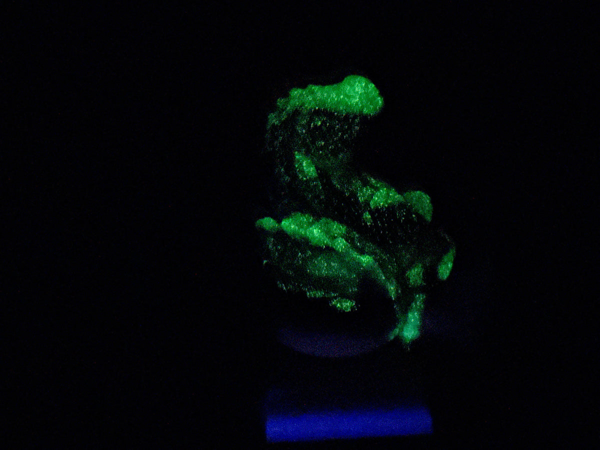 Unagi - Sea Serpent Squishy - Large - Soft - UV - GITD - 47042