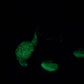Cheddar - Goldfish Squishy - Medium - Soft - UV - GITD - 47037