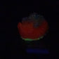 Elixir - Echidna Squishy - Large - Super Soft - UV - GITD - 47036