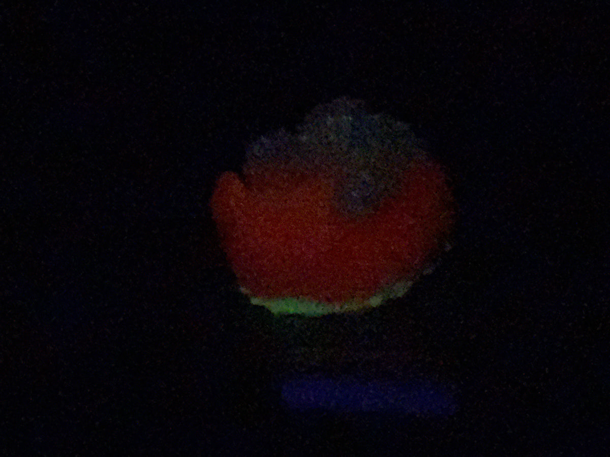 Elixir - Echidna Squishy - Large - Super Soft - UV - GITD - 47036