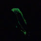 Marrow - Maw Insertable - Small - Soft - UV - GITD - 47020