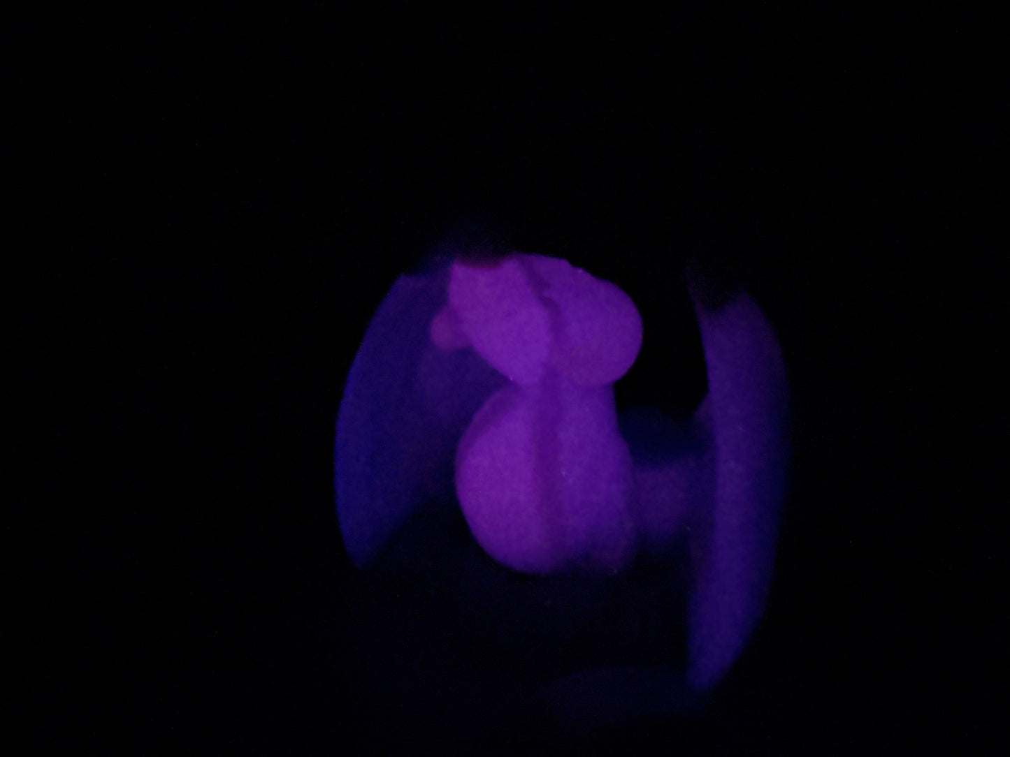 Tektonik - Dragon Squishy - Medium - Soft - UV - GITD - 36052