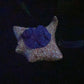 Flapjack - Stingray Squishy - Medium - Super Soft - UV - GITD - 26006