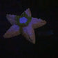 Flop - Astrid - Starfish Grinder Toy - Large - Super Soft Split NC Soft - UV - GITD - 26000