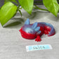 Lottie - Axolotl Squishy - Small - Medium - UV - GITD - 36005