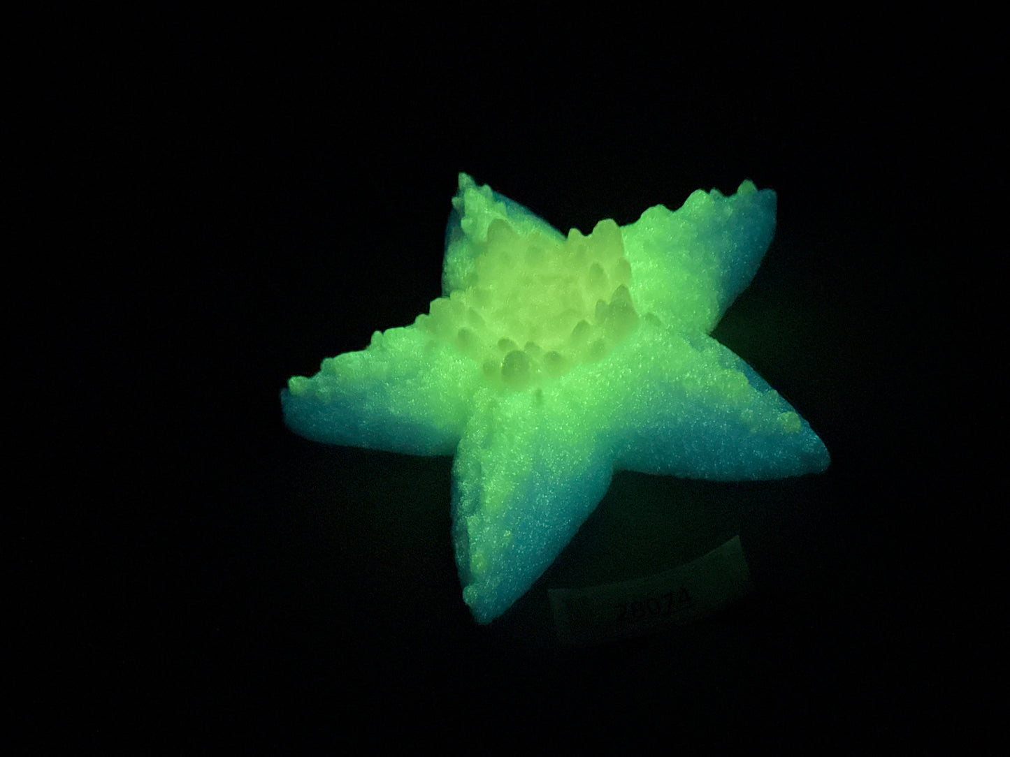 Astrid - Starfish Grinder - Large - Soft - UV - GITD - 28074