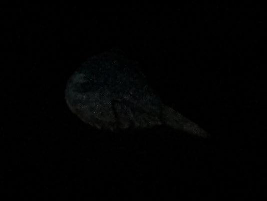 Eugene - Horseshoe Crab Squishy - Medium - Super Soft - 38020