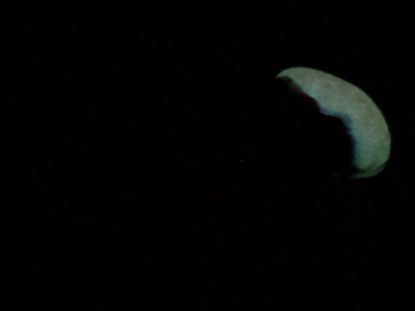 Ambrosia - Vampire Insertable Toy - Medium - Medium - UV - 39026