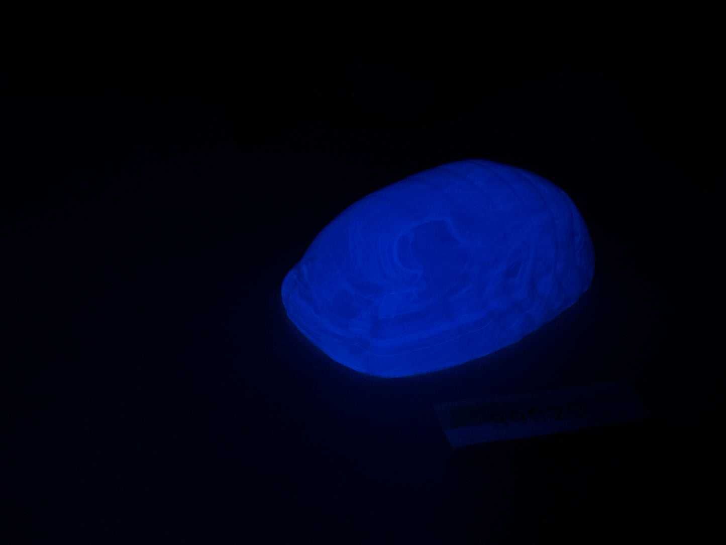 Rollie - Isopod Squishy - Medium - NC45 Medium - UV - 39020