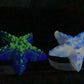 FLOP Astrid - Starfish Grinder Squishie Small UV GITD Soft 3030 3031